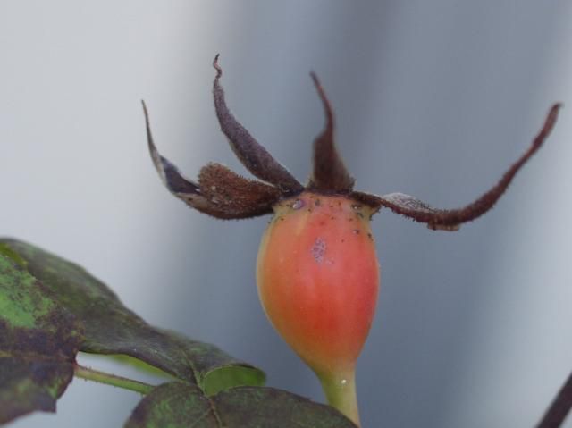 オノリーヌ・ドゥ・ブラバンの発芽