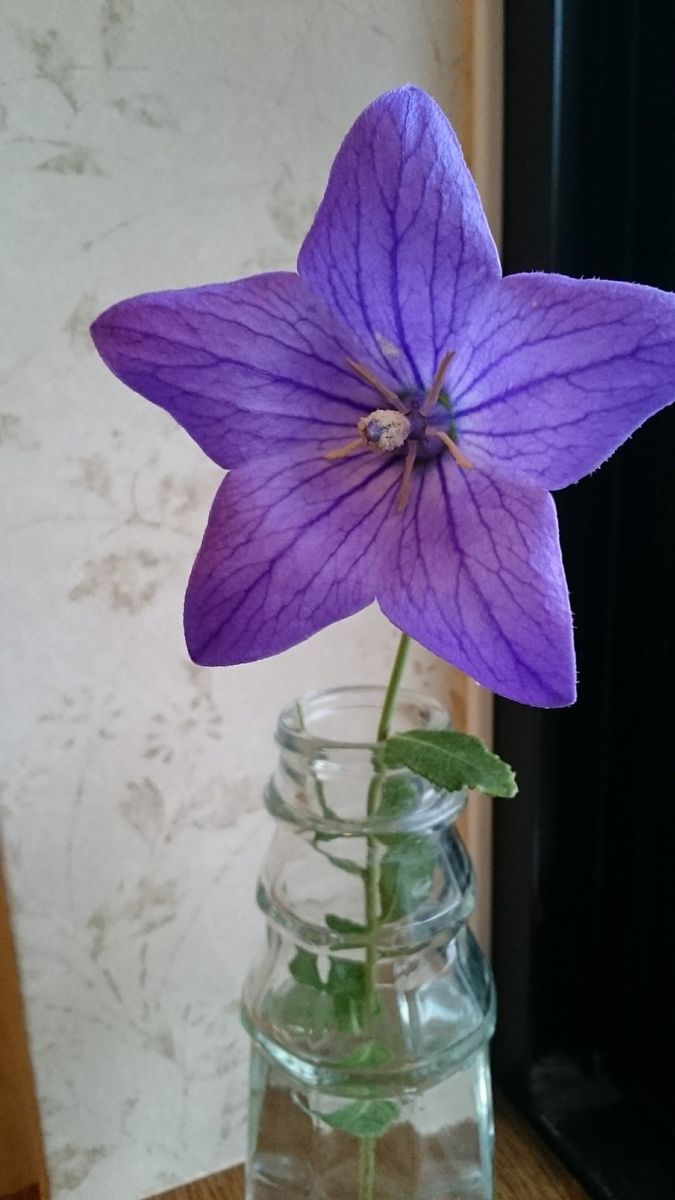 五月雨キキョウの開花