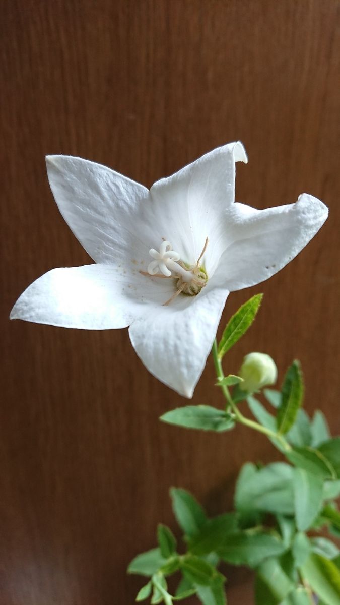 五月雨キキョウの開花