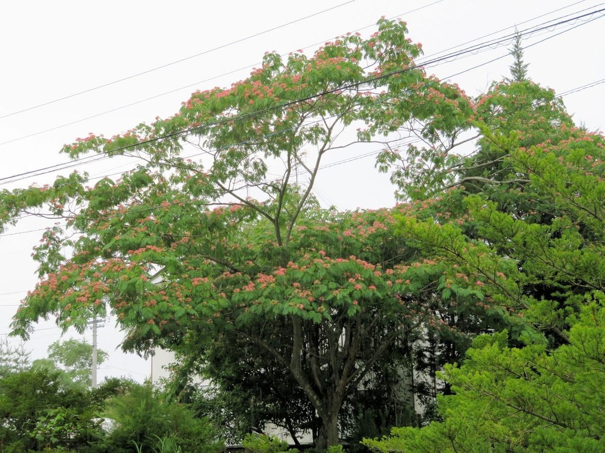 雨の似合う花