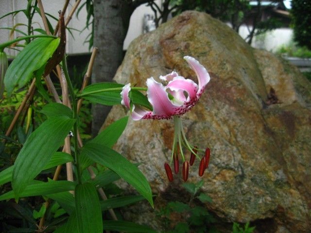 カノコユリが咲きました。