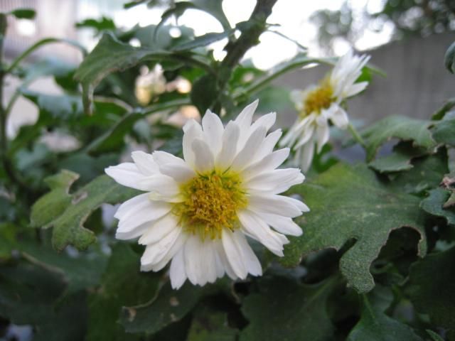 ど根性菊　新たな発見