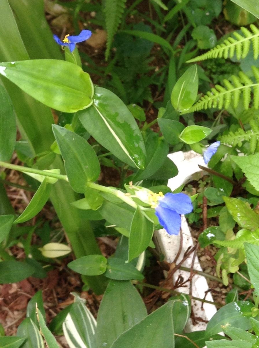 昨日は雨で小さなお花が喜んでいました。