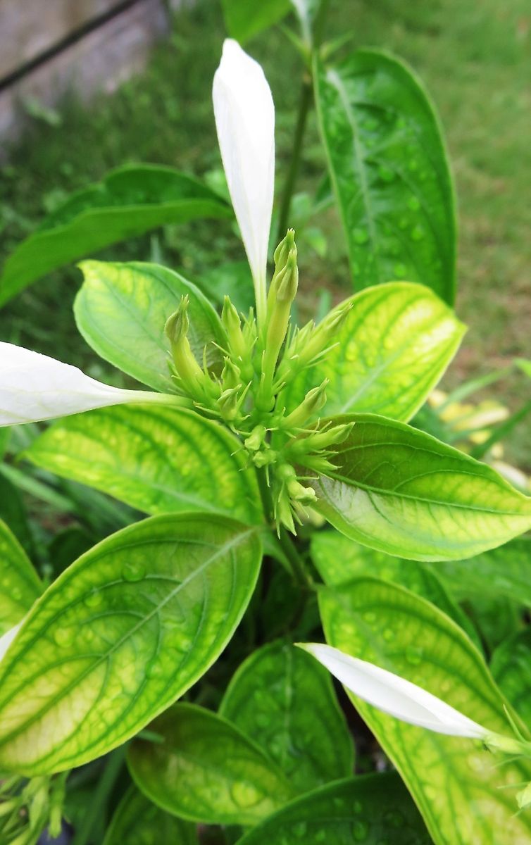 そろそろ夏本番！コンロンカ寄せ植え