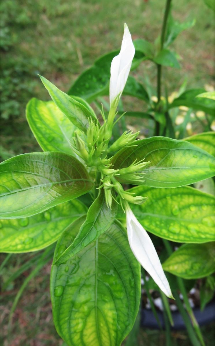 そろそろ夏本番！コンロンカ寄せ植え