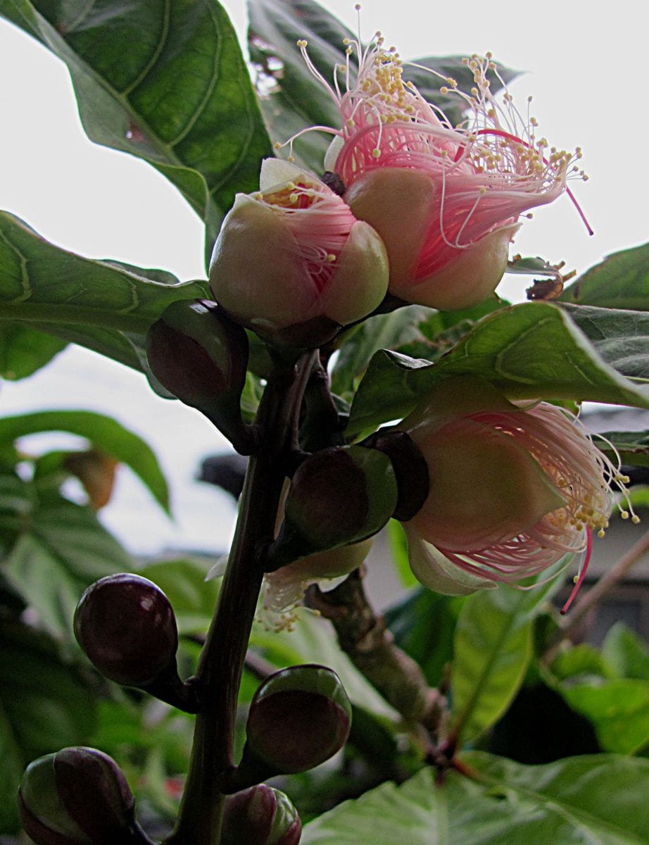 サガリバナ開花です