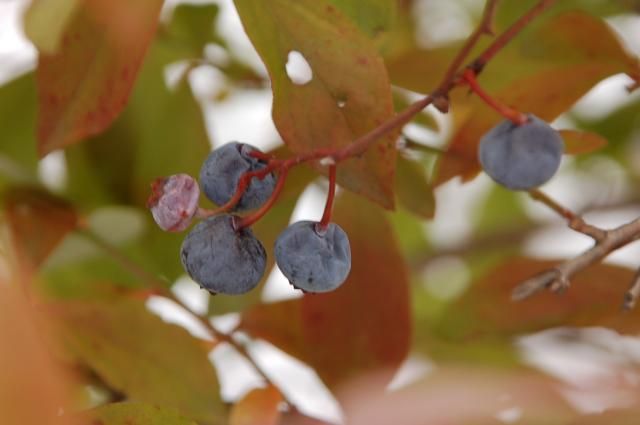 積雪なのに紅葉しないブルーベリー