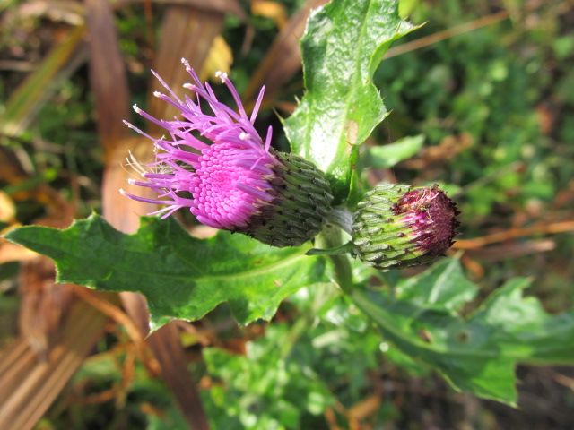 野草園はまだまだ花が