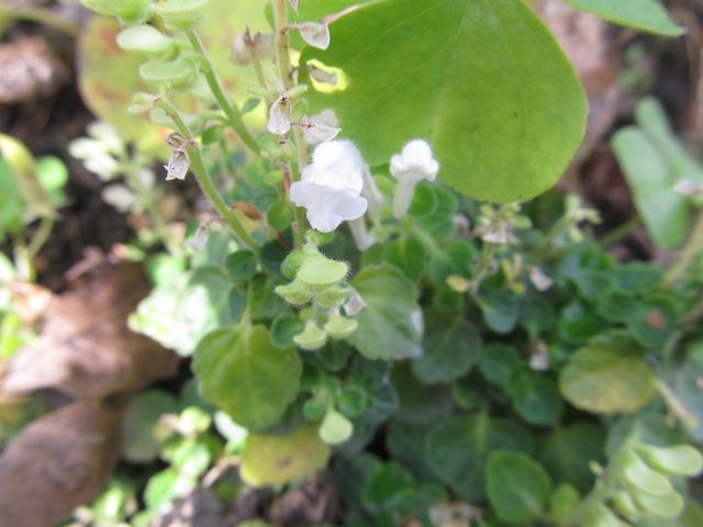 野草園はまだまだ花が