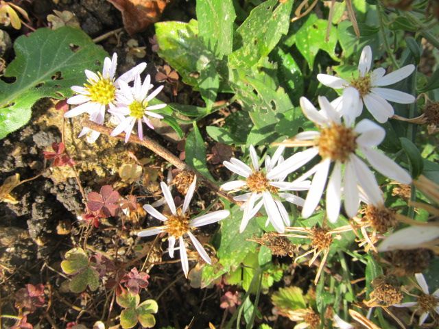 野草園はまだまだ花が