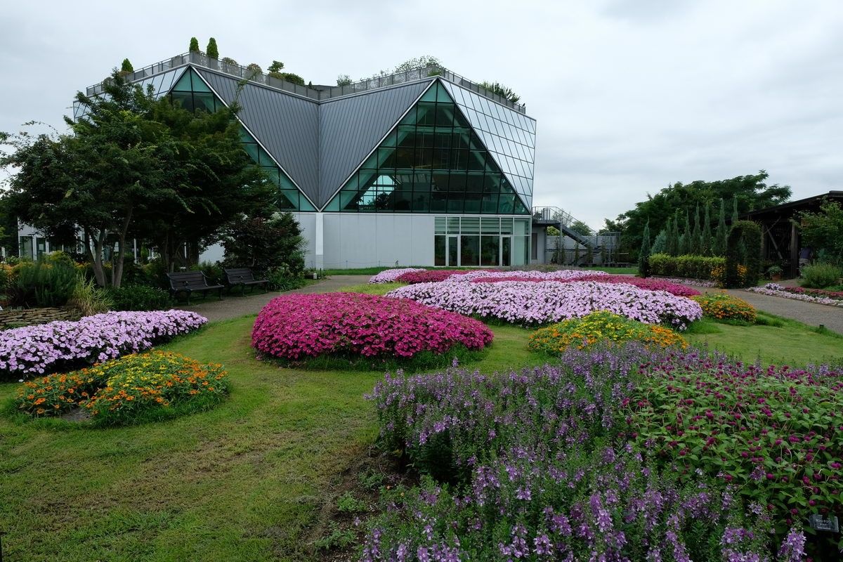 木曽三川公園･･･熱帯性スイレンのイベント