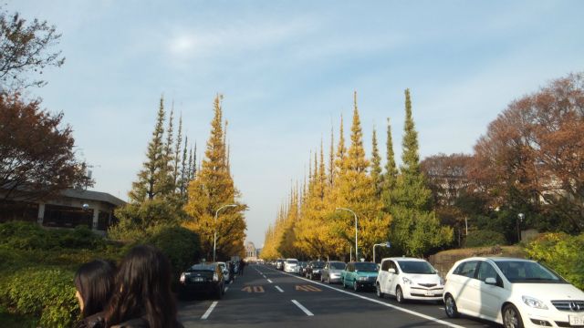 神宮銀杏並木