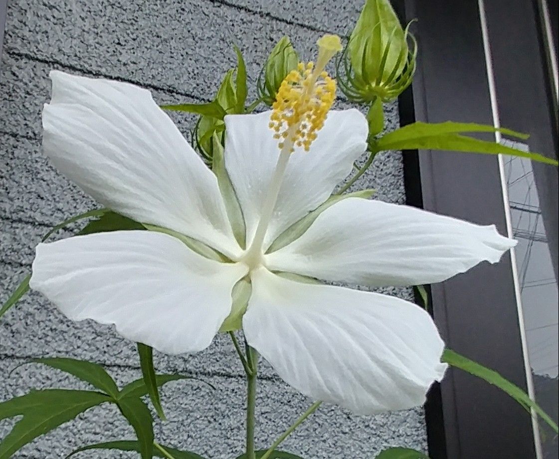 紅白そろって咲きました🌺