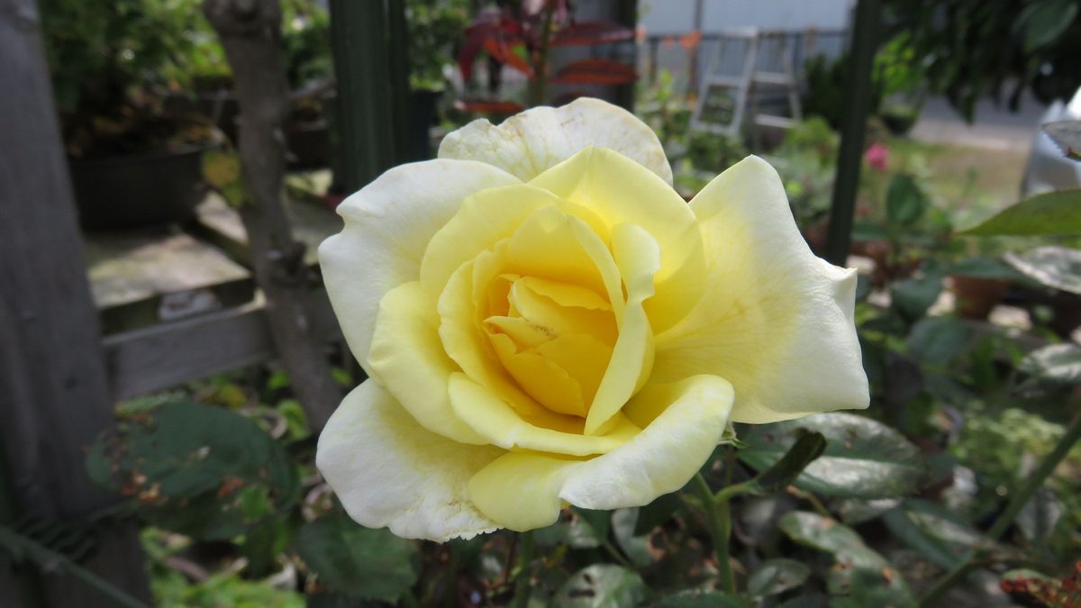 久しぶりに咲いた黄バラといつも元気なクレマチス・ビルデリオン