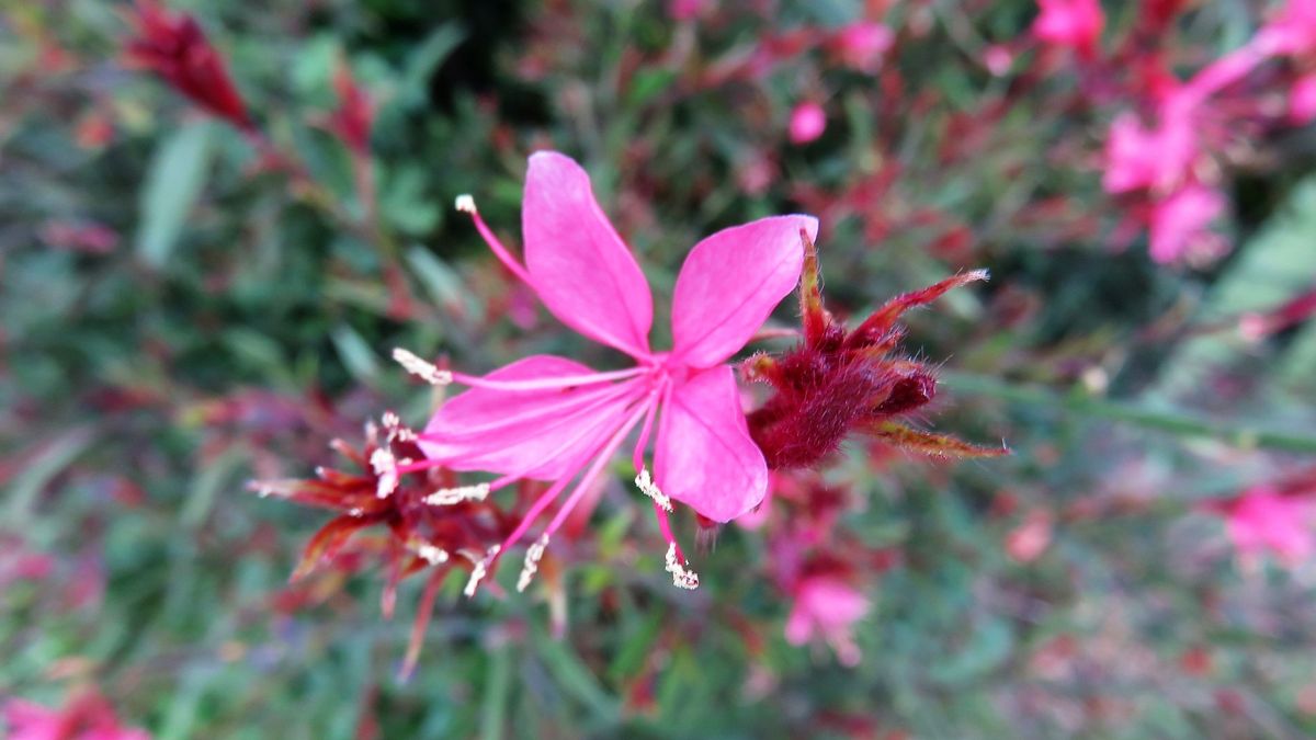 今朝の花