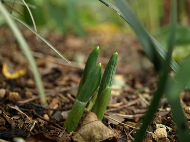 植えっぱなし球根