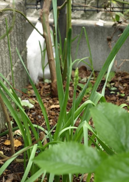 植えっぱなし球根