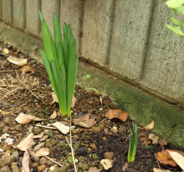 植えっぱなし球根