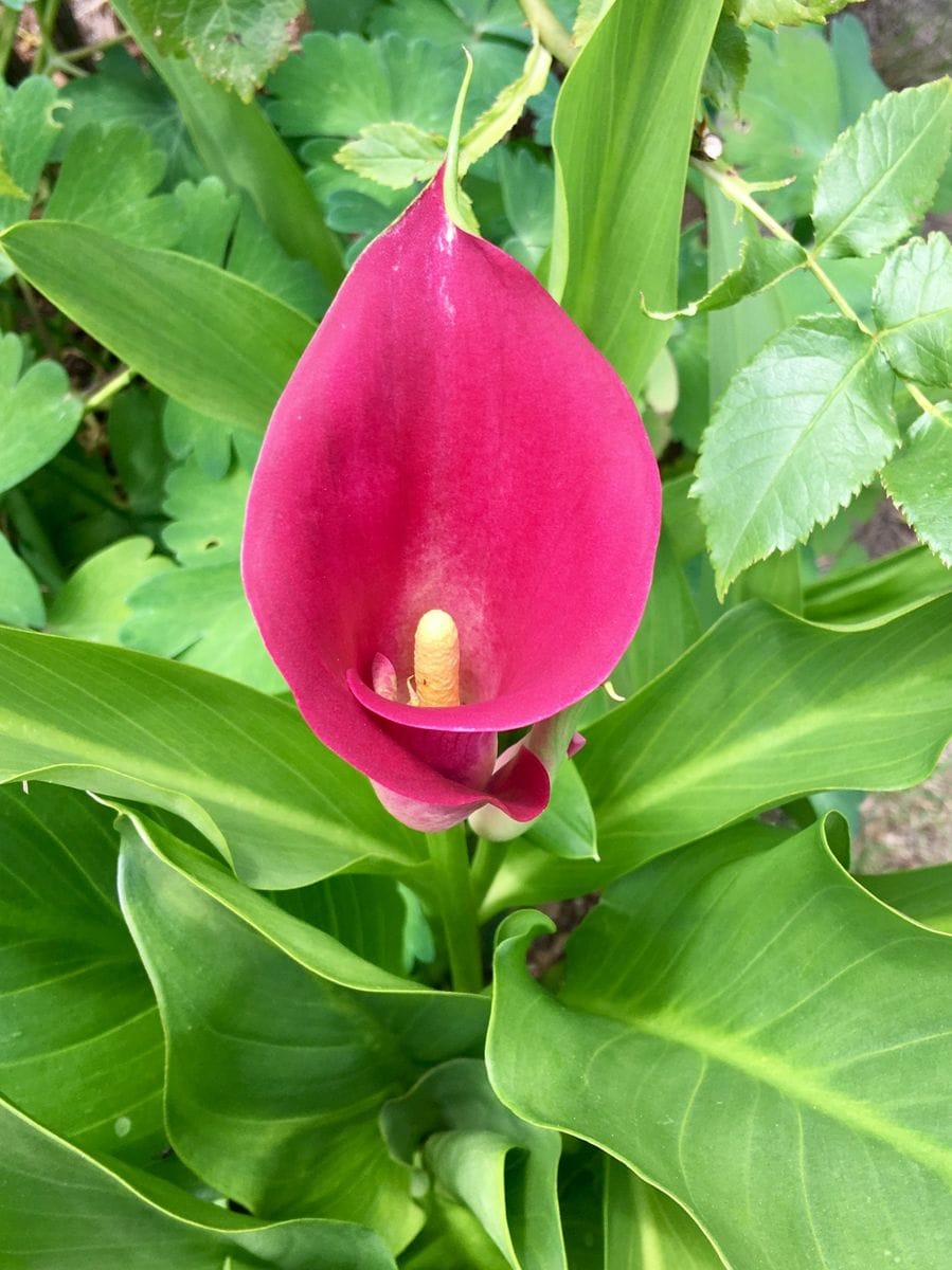 夏の花たち🌼