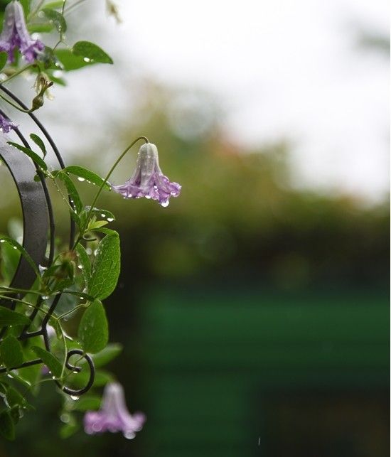 雨の朝