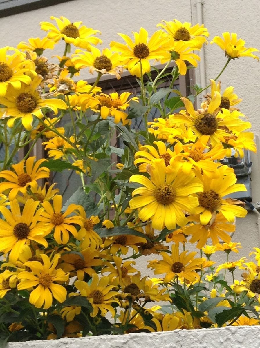 北側に咲くお花。朝顔、キクイモ。