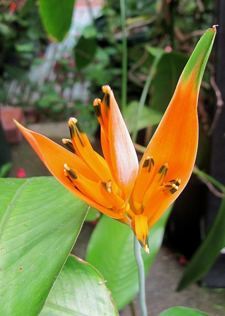 ヘリコニアのお花