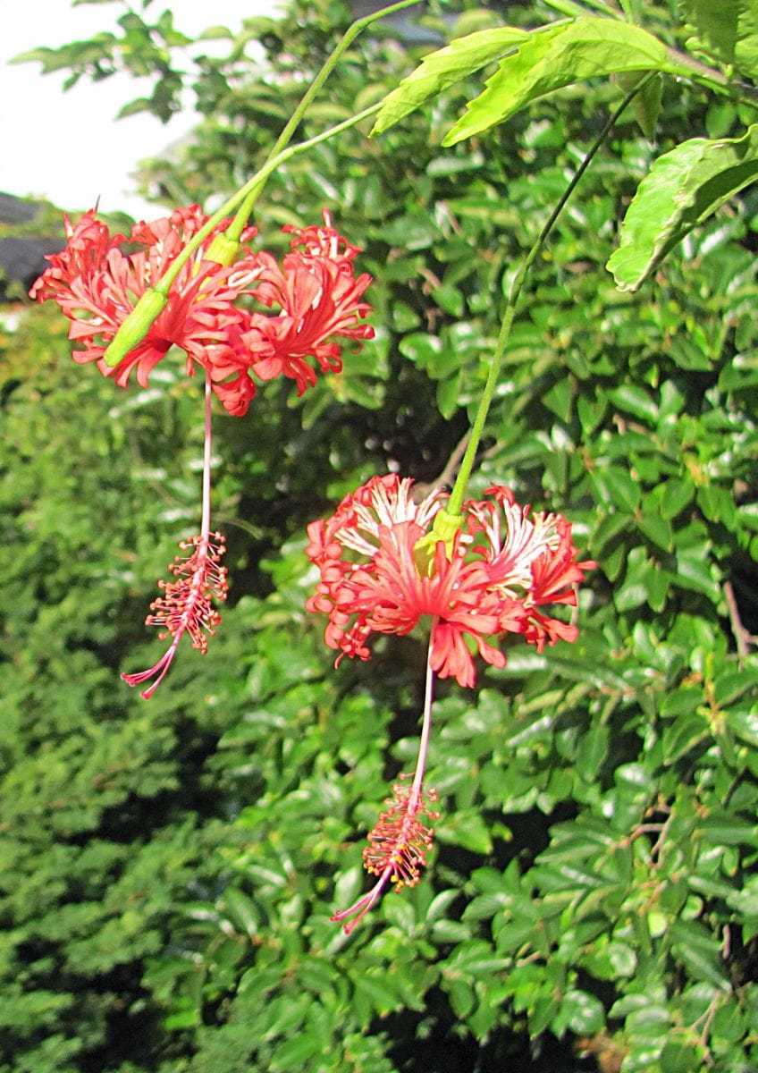 ヘリコニアのお花