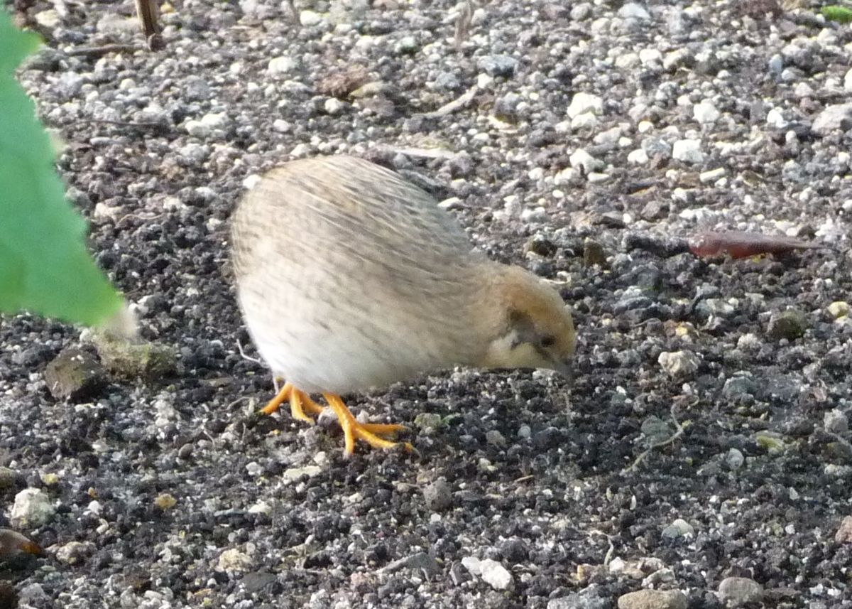 鳥に詳しい方、教えて下さい