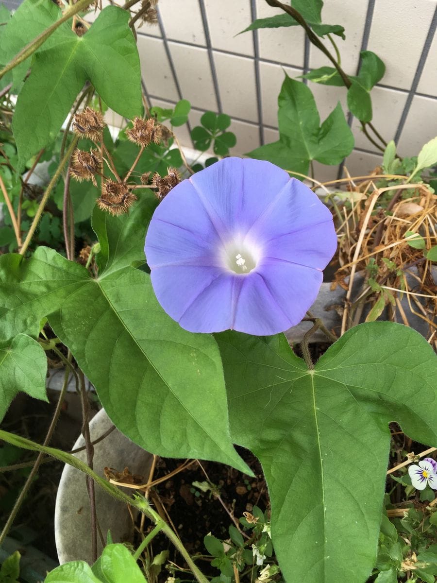 やっと一輪目開花