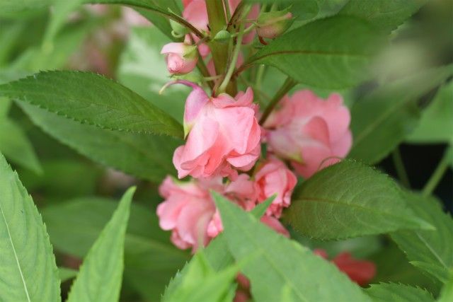 鳳仙花