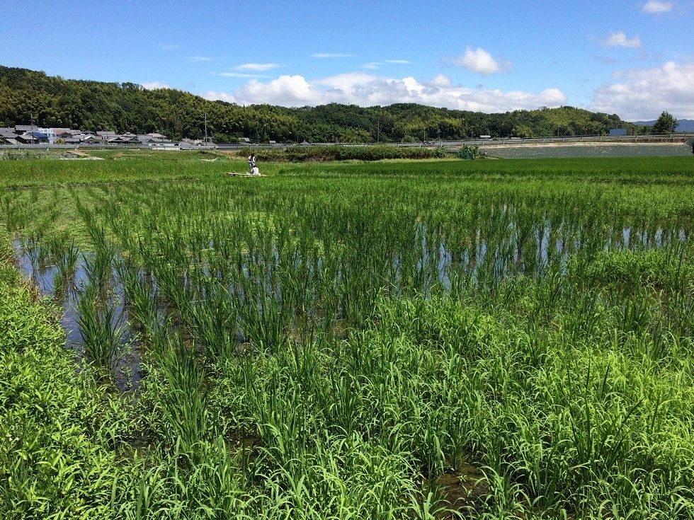 田んぼの草刈り