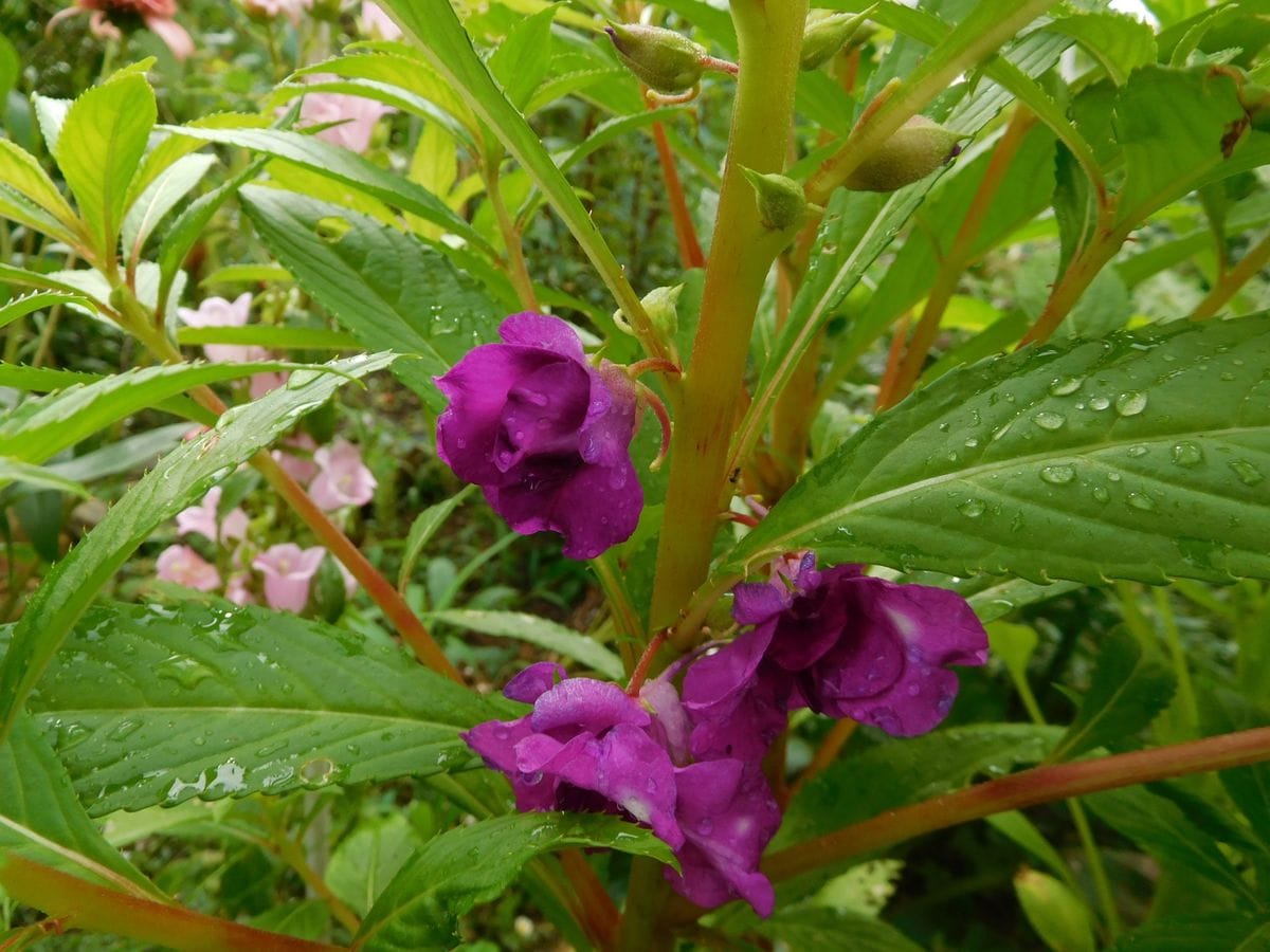 よくあるお花