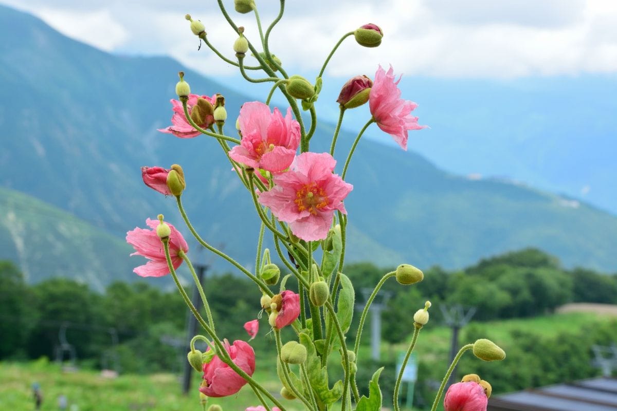 8月のヒマラヤのケシ達