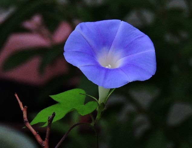 原始女性は太陽であった。