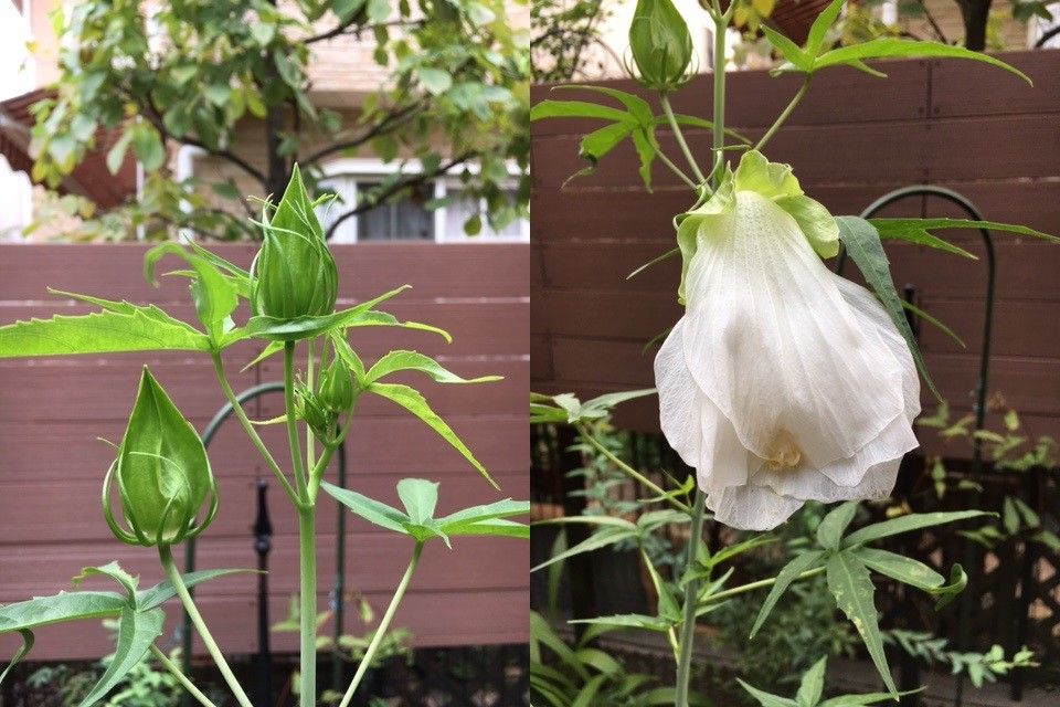 モミジアオイが初開花　!(^^)!