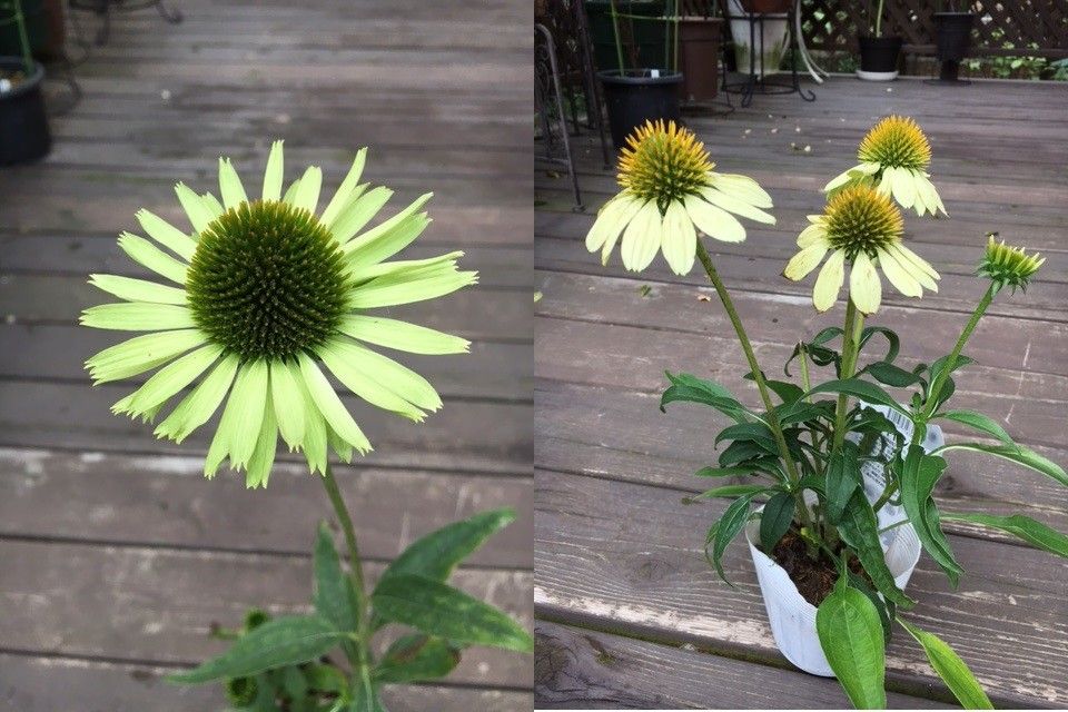 モミジアオイが初開花　!(^^)!