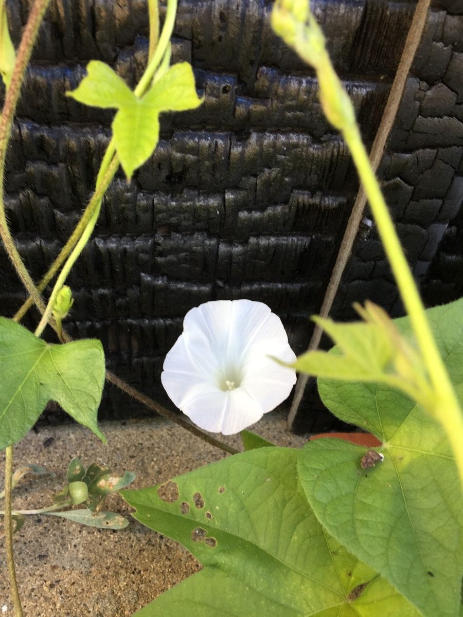 今日の花