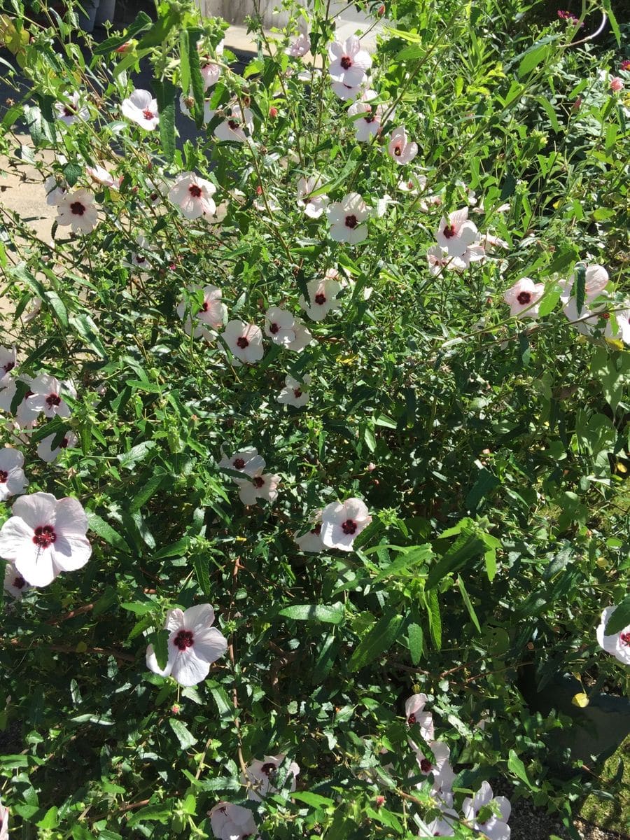 今日の花