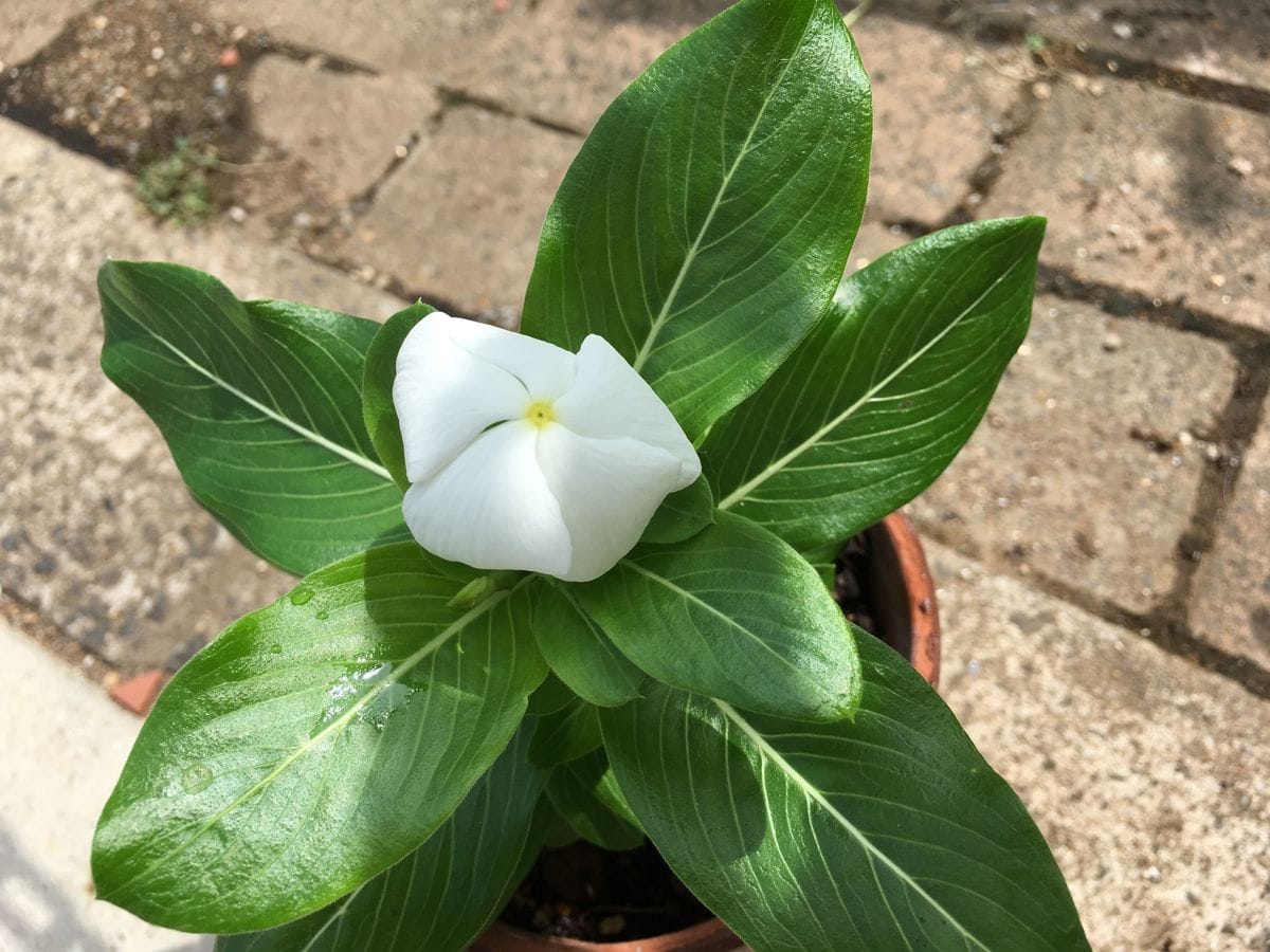 今日も初めての花