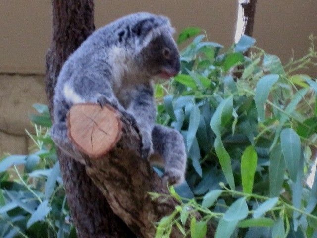 夏に動物園へいくのは大変！