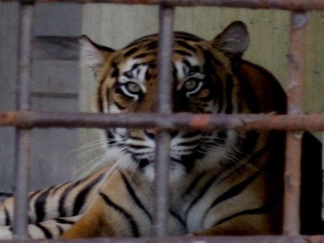 夏に動物園へいくのは大変！