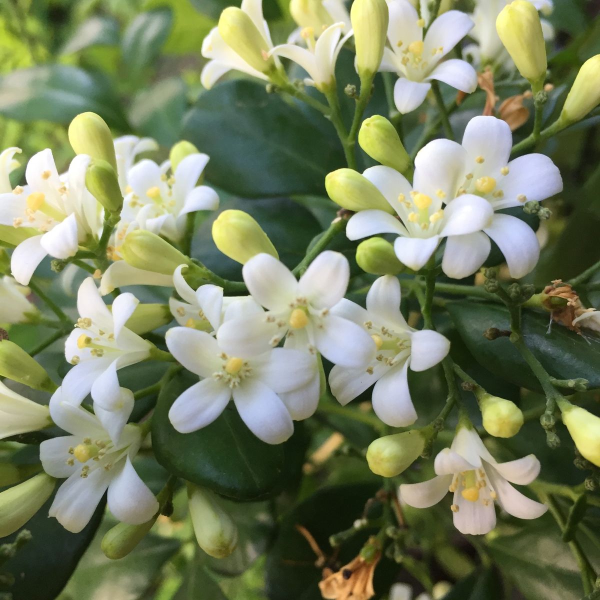 ゲッキツ、シカクマメの花