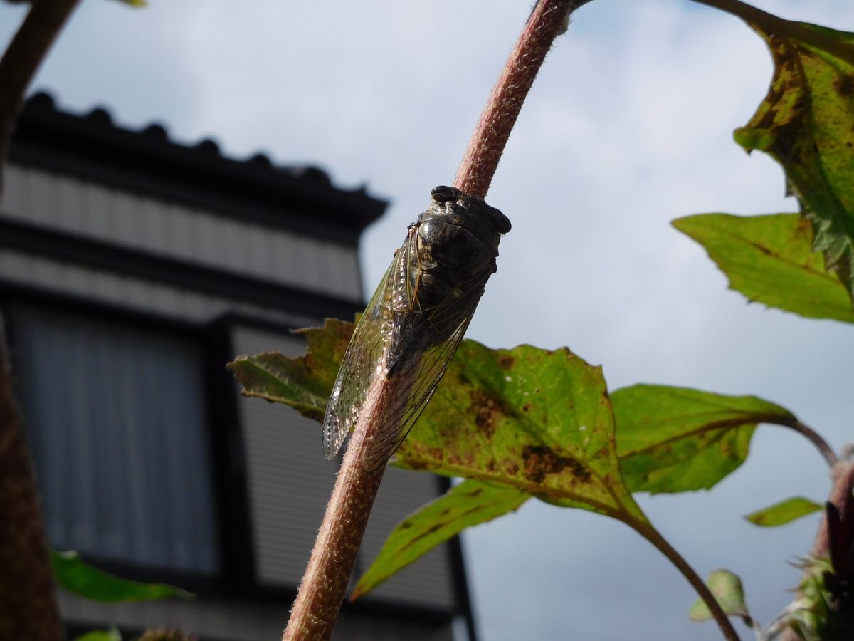 今日はまったり