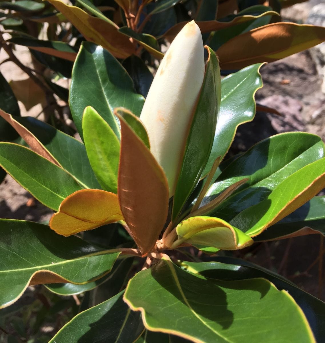 今日の花