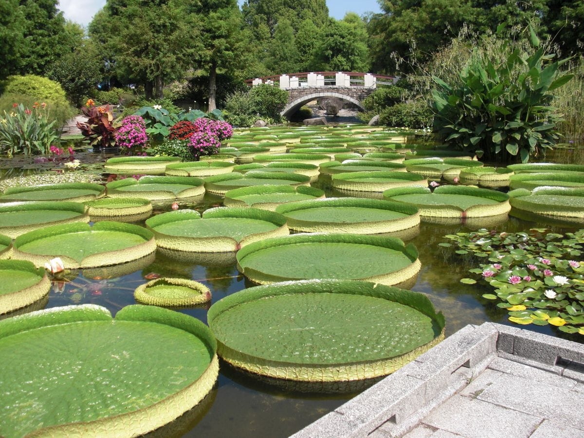 ８．６今日の水の森公園