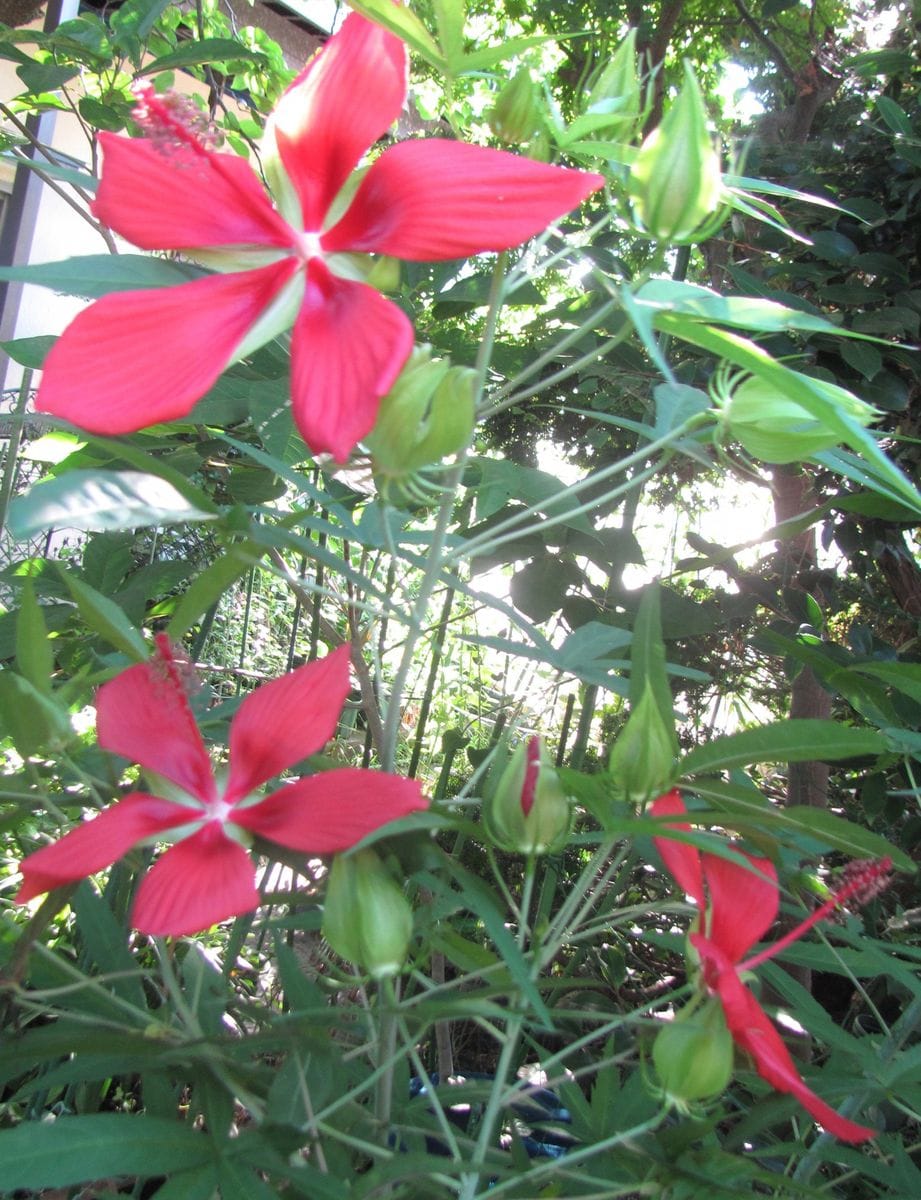 花・庭のあちこちから