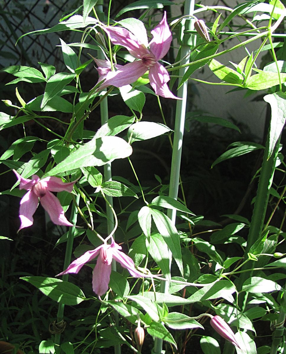 花・庭のあちこちから