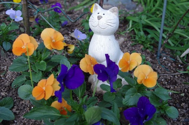 チューリップの芽が出た