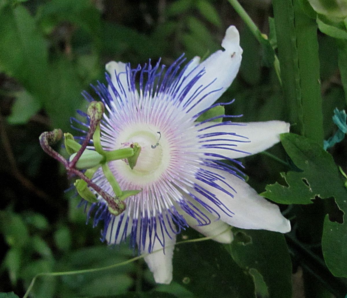 トケイソウの花