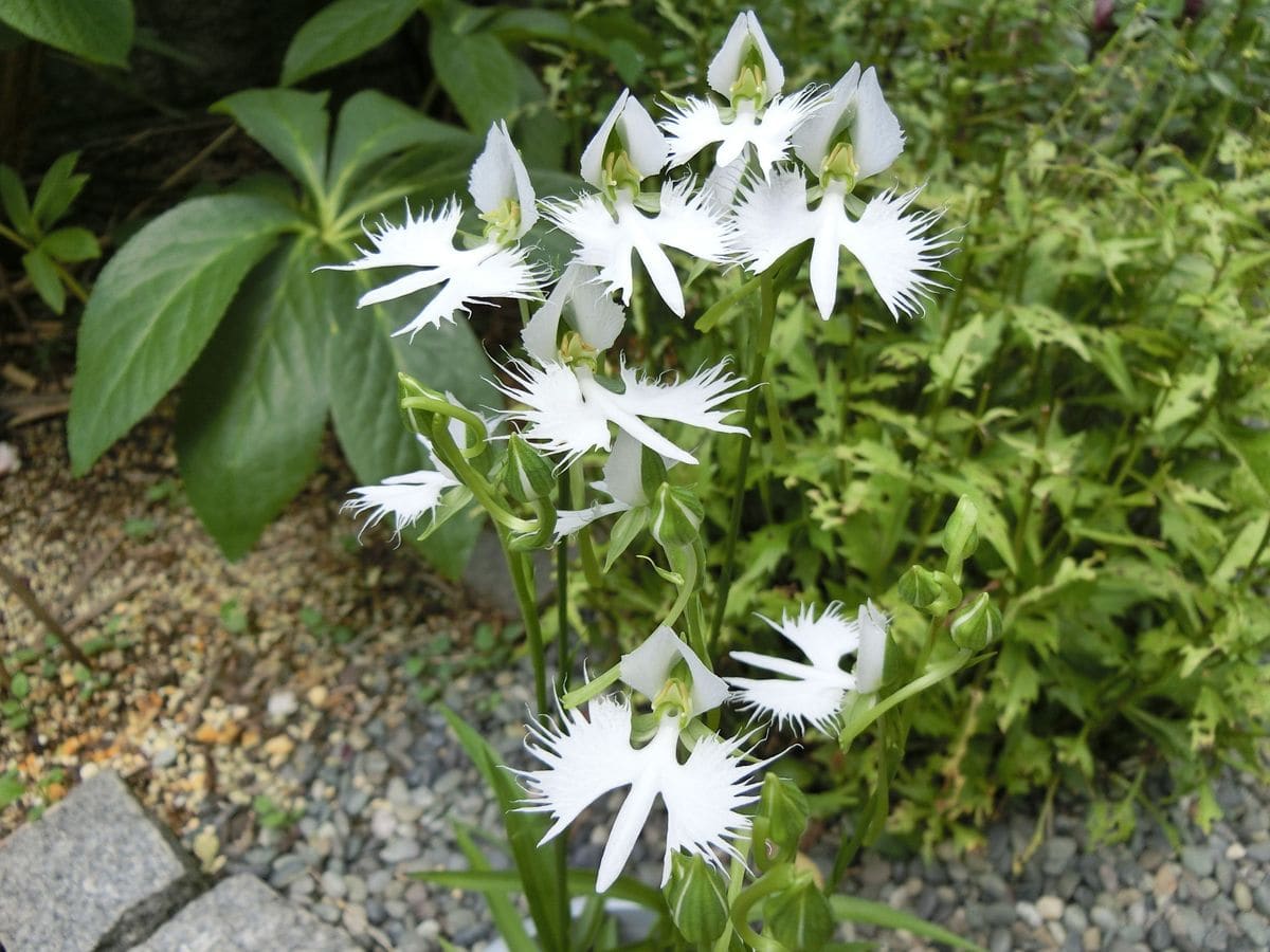 ８月の庭より　サギソウ編